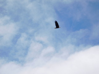 Patriotic Bird