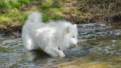 Samoyed dog in the water with a stick.