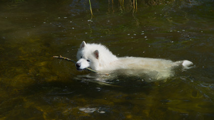 Fototapeta premium Samoyed dog in the water with a stick.