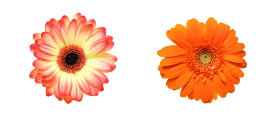 Fototapeten Gerbera ガーベラ  © cat_smile