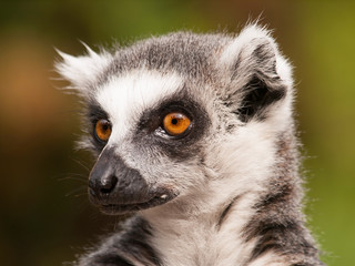Portrait of Ring-tailed lemur - Lemur catta