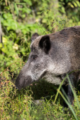 Wildschwein