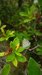 葉上で休憩中のヤマトシジミ(宮城県)
