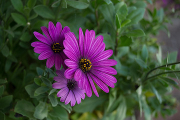 A beautiful purple african daisy