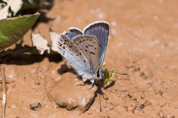Eastern Tailed Blue Butterfly