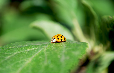 божья коровка