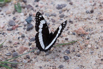 Black and White Weidemeyer's Admiral Butterfly