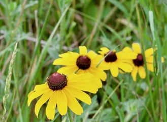 Black Eyed Susans