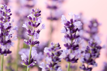 Lavender flowers.