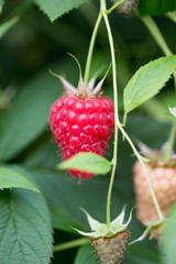 Organic ripe red raspberries on the bush.
