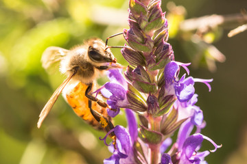 A honey bee collects nectar from a Midnight salvia plant