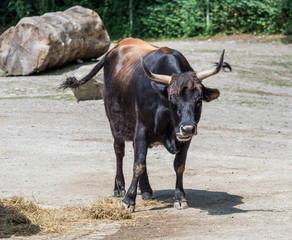 Auerochse - Bos primigenius taurus