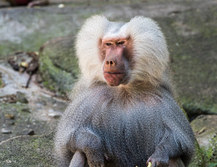 Mantelpavian - Papio hamadryas