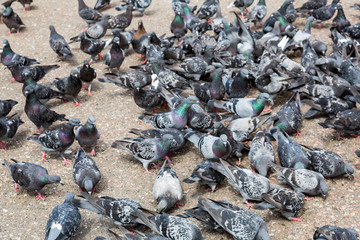 Gray pigeons eating food on the stone city pavement
