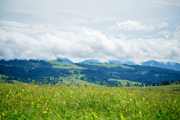 Fototapeta premium Beautiful meadow field with wildflowers against the background of mountains with clouds