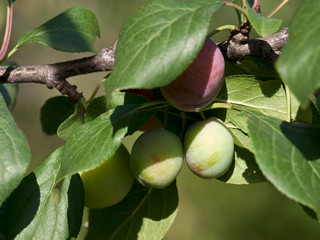 Not ripened fruits of plum
