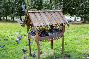 Gray pigeons eating food on the stone city pavement
