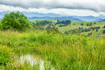 Small spring puddle in green grass