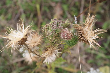 Fleurs sauvages dans la nature en champagne campagne France