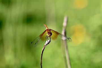 Spotted Wing Dragonfly