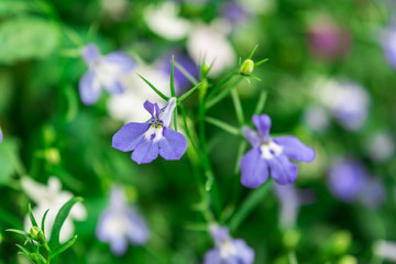 Blue Trailing Lobelia Sapphire flowers or Edging Lobelia, Garden Lobelia.