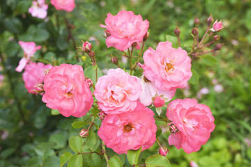 Pink roses.