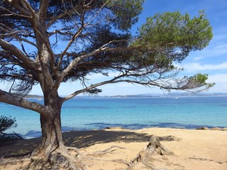 Porquerolles, pin d'Alep au bord de la mer Méditerranée (France)