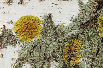 Texture of birch bark covered with lichen. Closeup with limited depth of field.