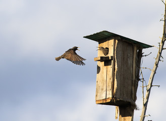black Starling flew to his house with Chicks in the spring