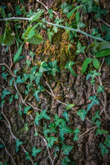 Edera su un tronco d'albero
