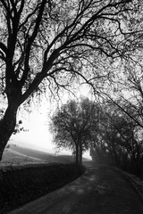 A country road with trees silhouettes and sun in the background, and mist all around