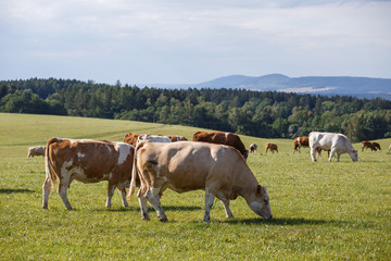 Herd of cows and calves grazing on a green meadow. Farm animals