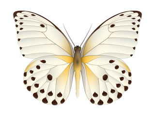 Beautiful butterfly isolated on a white background