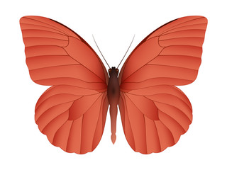 Beautiful butterfly isolated on a white background