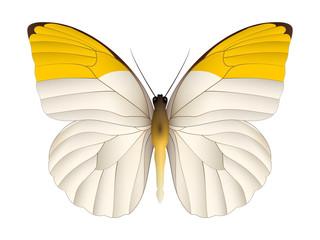 Beautiful butterfly isolated on a white background