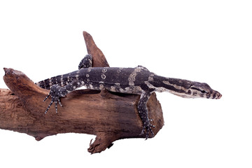 Timor Monitor Lizard, Varanus timorensis, on white