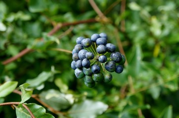 Carrion vine berries