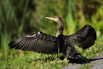 Cormorant, Phalacrocorax carbo