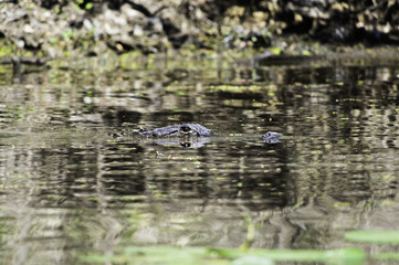 Alligator in the Swamp
