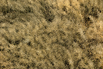 Ripe canola growing on the field