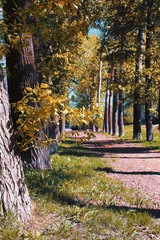 Plakat Alley of poplars with yellowing leaves in late summer