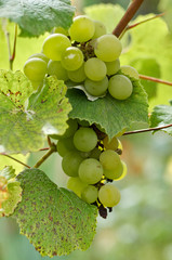 Green Grapes in vine yard on green background.White grape on a branch of green vine in vineyard before harvest.Riped grapes ready for harvest/Ripe Grapes in Sunny Vine Yard.Grapes growing on the vine
