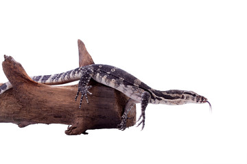 Timor Monitor Lizard, Varanus timorensis, on white