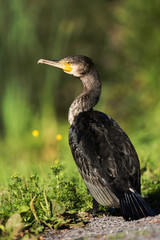 Cormorant, Phalacrocorax carbo