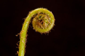 Fiddlestick Fern