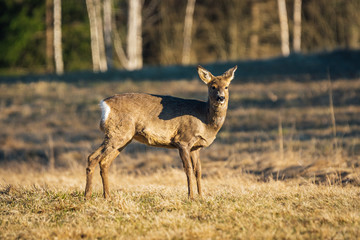 Naklejka na ściany i meble Female Roe deer on a field