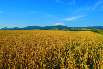 Wheat field against a blue sky