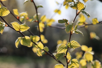 spring fresh leaves on a tree sunset
