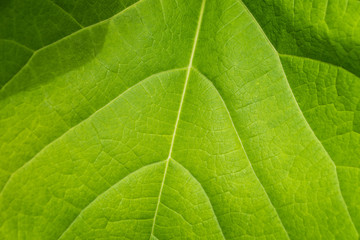 Fototapeta na wymiar Closeup of a large green summer leaf