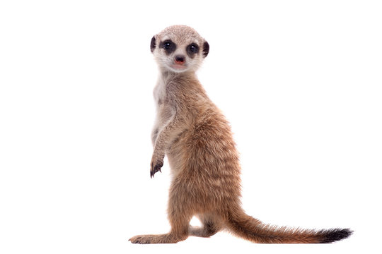The meerkat or suricate cub, 2 month old, on white
